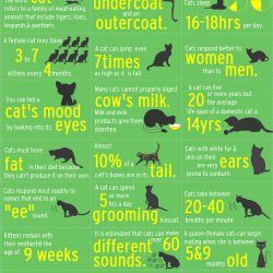 Strange Facts about Cats