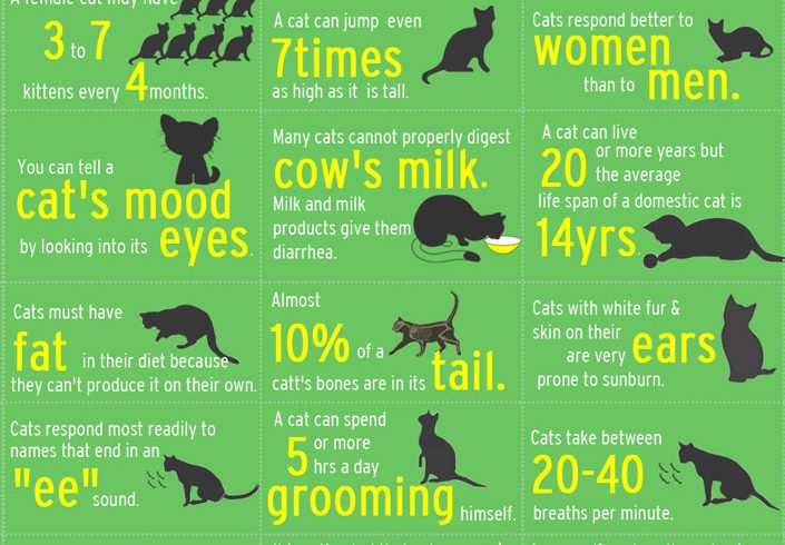 Strange Facts about Cats