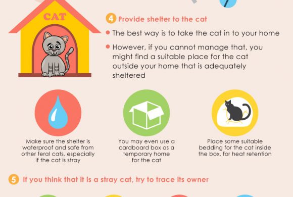 Stray or Feral Cat Stray or Feral Cat