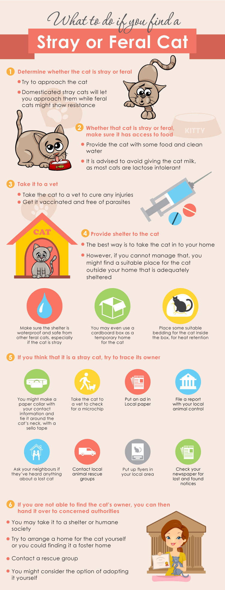 Stray or Feral Cat Stray or Feral Cat
