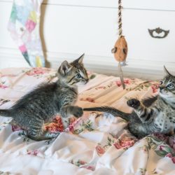 Fostering Terms and Conditions