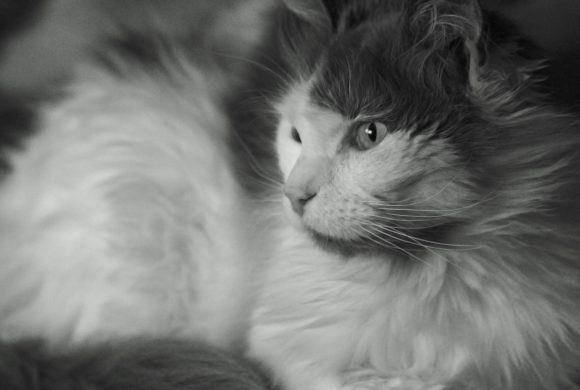 Sanctuary for Cats Sanctuary for Cats