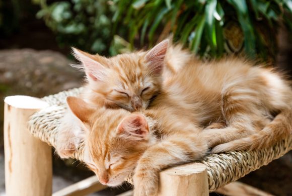 Internet Pet Resources Internet Pet Resources