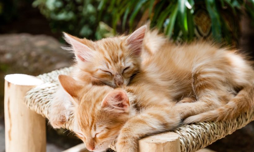 Internet Pet Resources Internet Pet Resources