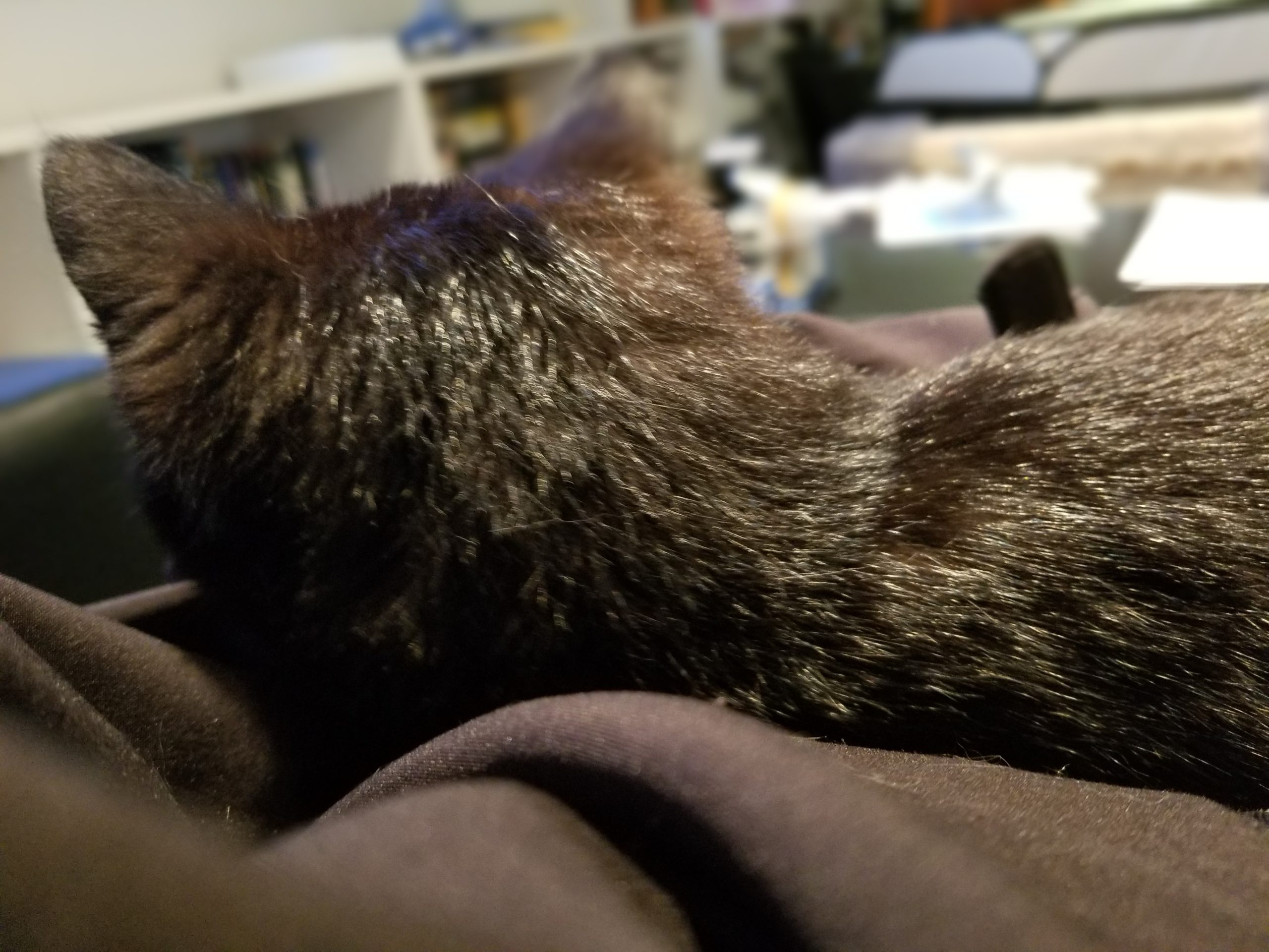 Kittens - Forgotten Felines Foundation