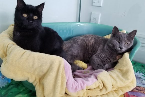 Update on Tui and Dee Update on Tui and Dee