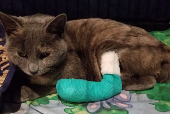 Current Rescue Case Current Rescue Case