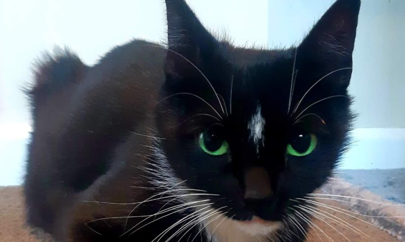 Bindi and her medical adventures