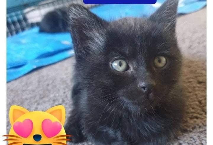 polydactyl cats for sale nz