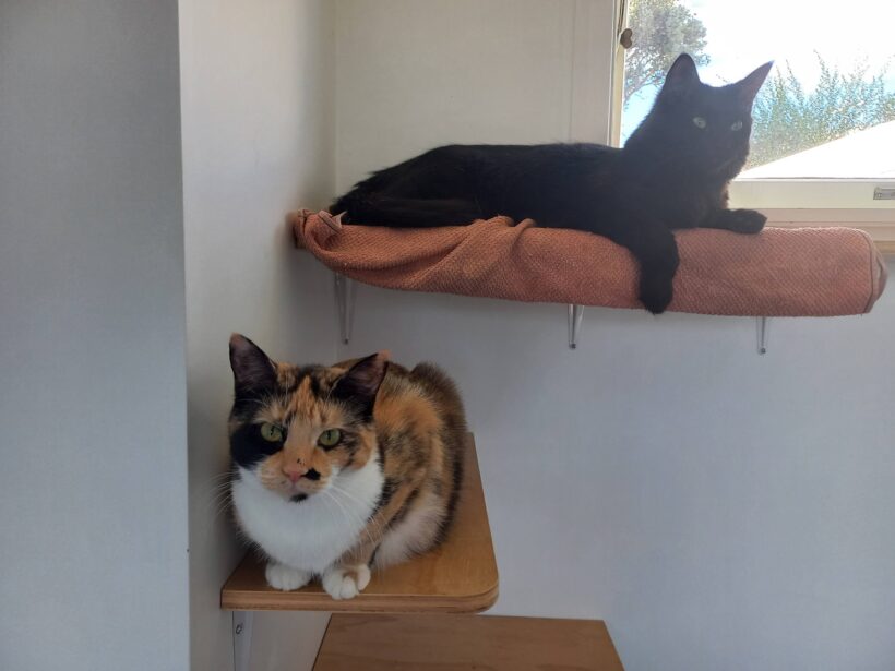 Mr Darcy and Freckles seek quiet forever home