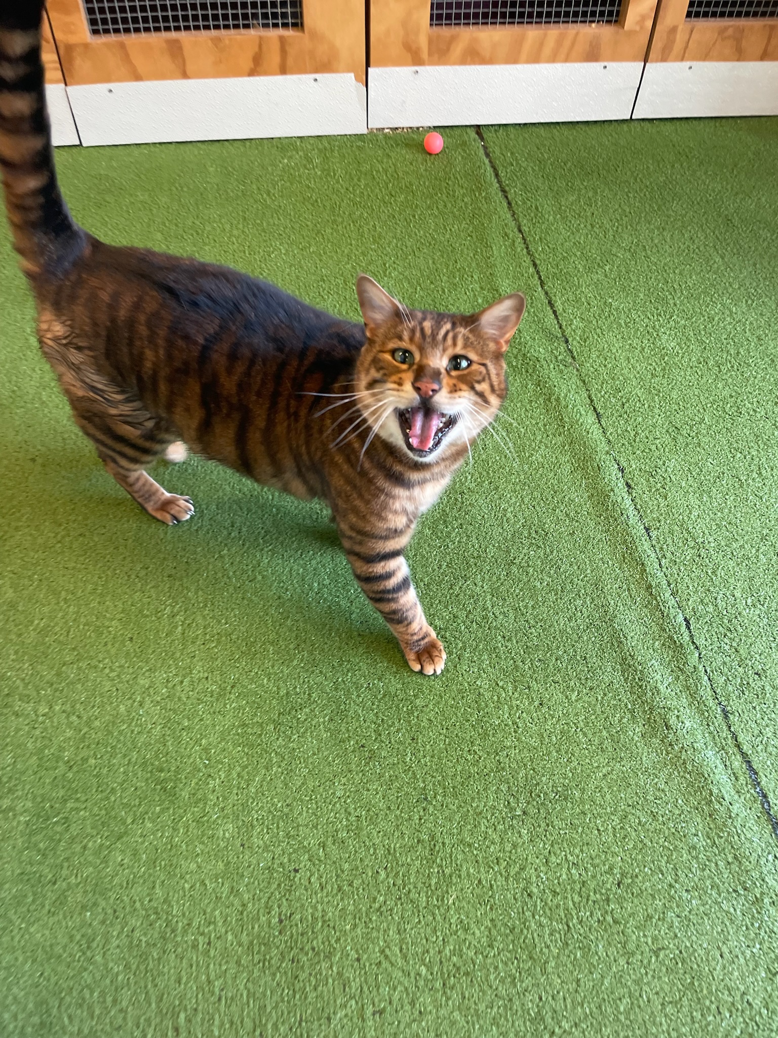 ✨ Meet the Marvelous Leo! ✨ ✨ Meet the Marvelous Leo! ✨