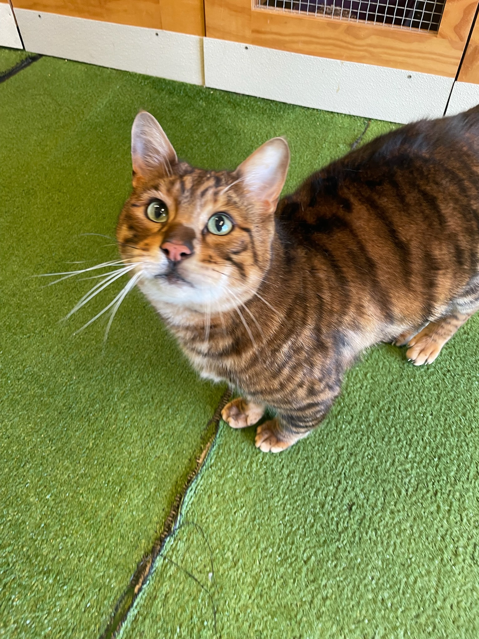 ✨ Meet the Marvelous Leo! ✨ ✨ Meet the Marvelous Leo! ✨